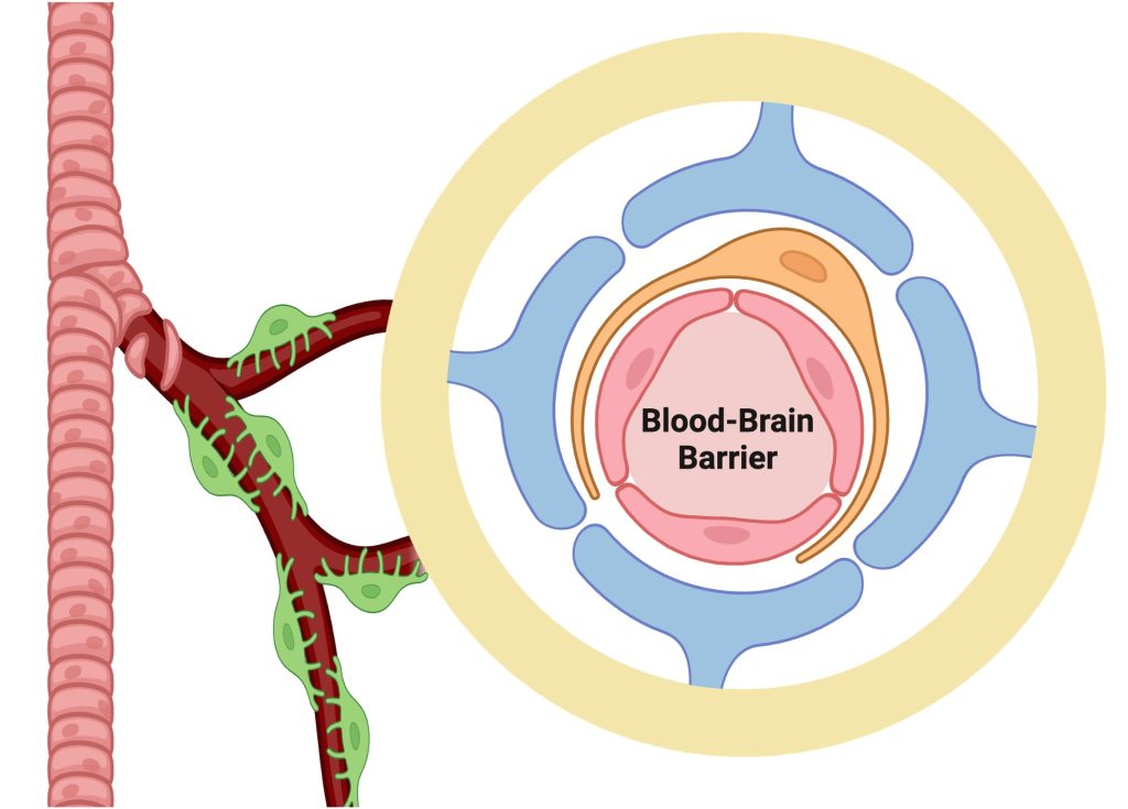 Blood Brain Barrier diagram